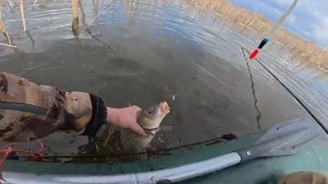 ОН ПОТАЩИЛ В КАМЫШ И Я СРАЗУ ВСЕ ПОНЯЛ! Ловля сазана и карася на поплавок. Рыбалка.