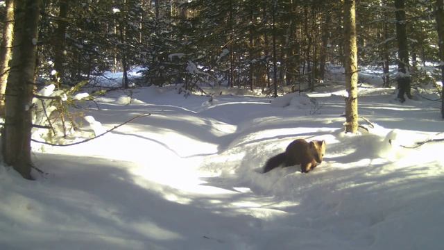 Видео от Красноярская тайга. Фотоловушки