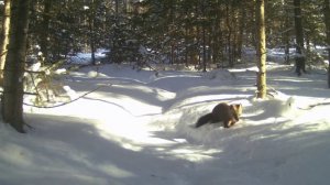 Видео от Красноярская тайга. Фотоловушки