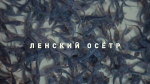70 тысяч мальков сибирского осётра выпустят в реку Чара при поддержке «Удоканской меди»