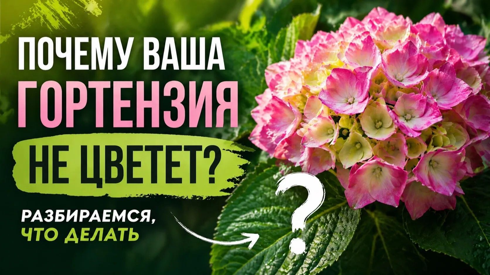 Гортензия, как на фото, в вашем саду! Пышные шапки все лето