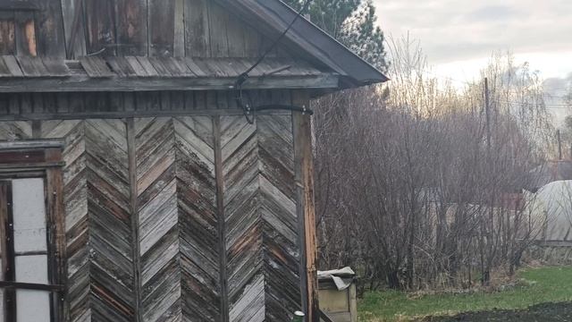 Ох уж эта рассада. Новые жители на даче.