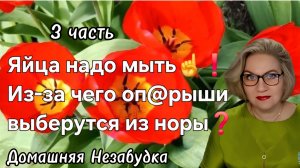 3 часть. Яйца надо мыть🤪❗️Из-за чего оп@рыши выберутся из норы❓️