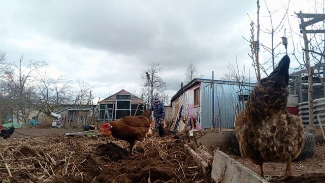 Я копаю, куры борнуют, апрель 2026 Никологоры
