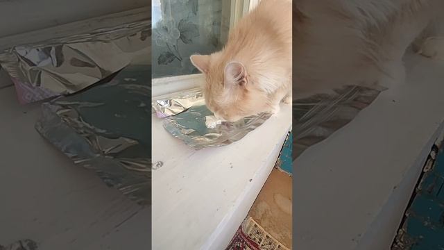мята или мелисса 😂 смотреть онлайн
