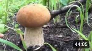 Массовый сбор Белого гриба и секреты сбора. Boletus Edulis. Видео высокой чёткости.
