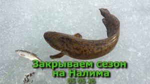 Закрываем сезон на налима 05 05 26