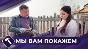 Мы вам покажем: Уход за смородиной