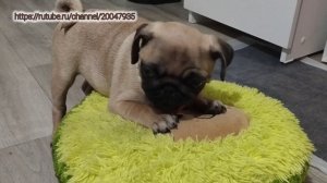 Любимая подушка Шани. Мопс