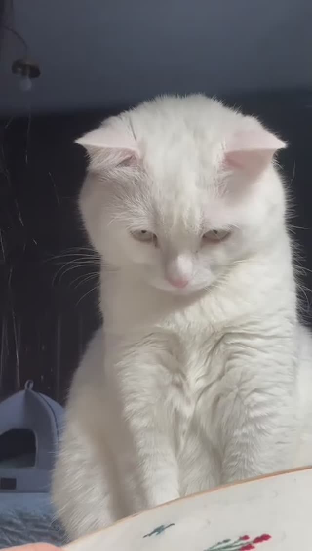 Киса вышивальщица. ^._.^