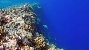 Подводный мир, коралловый риф, нежная мелодия для сна и отдыха, прекрасная заставка