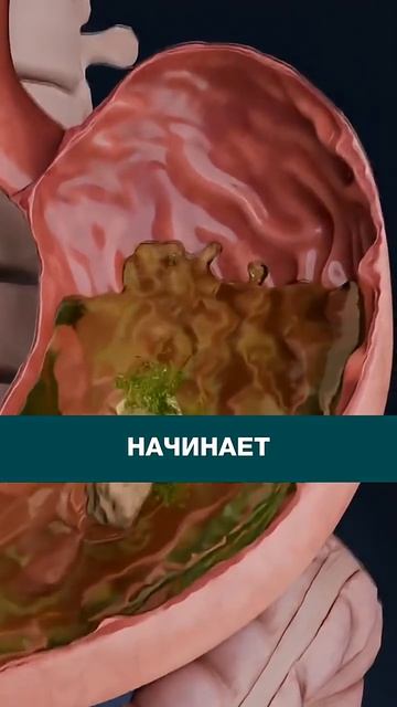 36 часов без еды