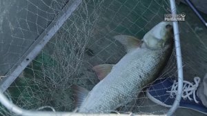 «ТАТЬЯНИН ДЕНЬ» Окунь и жерех на вертушку в Астрахани