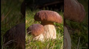 биология 7 класс. Шляпочные грибы.