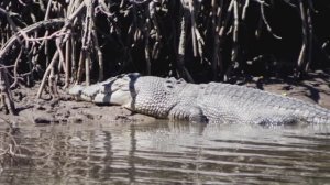 В поисках крокодилов. 🐊 Круиз по австралийской реке Дейнтри. Морские и пресноводные крокодилы