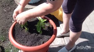Огородние дела/пополнение в хозяйстве/как живут в русской деревне..