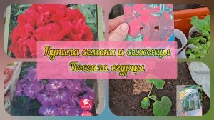 Купила Клематис и Пион в Светофоре. Высадила огурцы.