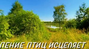 Божественное Пение Соловья В Лесу У Реки Успокоит Нервную Систему И Подарит Вам