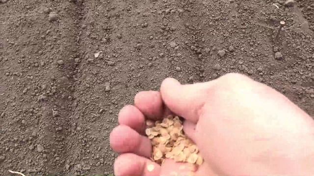 Посев моркови, свеклы, пастернака и корневой петрушки.
