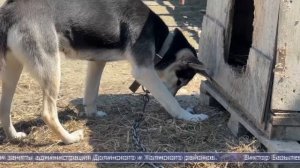 07.05.2026 Собачий приют в сахалинской Мицулёвке расформировывают
