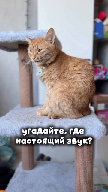 где настоящий звук?