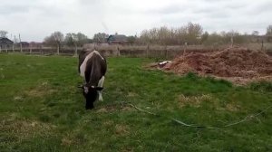 ВЫПУСТИЛИ ПОГУЛЯТЬ// ОБЕД в СТОЛОВОЙ// Сельская жизнь//