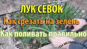 Как правильно поливать и срезать лук севок на зелень