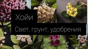 хойи. свет/ грунт/ удобрения