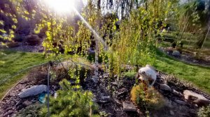 Сад РЕДКИХ хвойных!🌲 Обзор растений! 06.05.26г #сад #дача #обзор #garden