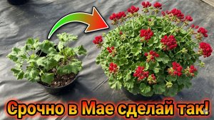 СРОЧНО в МАЕ СДЕЛАЙ с ГЕРАНЬЮ ТАК!