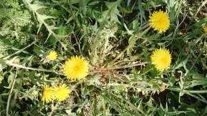 Собираем одуванчики 🌼
