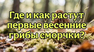 Сморчки или сморчковая шапочка, где как они растут.