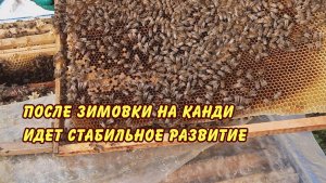пчеловодство, после зимовки на канди идет стабильное развитие 2024