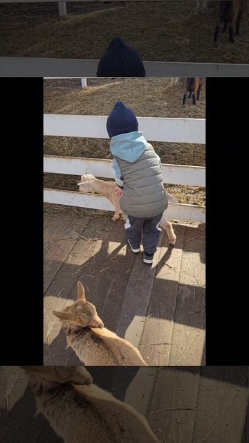 #козлята🐐🐐🐐