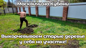 Выкорчевываем старые деревья у себя на участке, Лебеди на Ханском озере, Ясенский залив