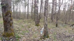 Закрытие сезона сбора березового сока