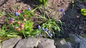 07-05-2026. Дела огородные, перебрала картошку, вспахали   огород!
