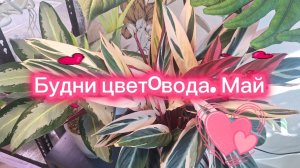 Будни цветовода. Май.