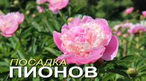 🌺Посадка саженцев ПИОНОВ весной!