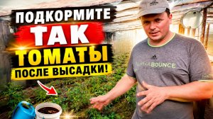 Важная подкормка томатов после высадки! (не пропустите!!!)