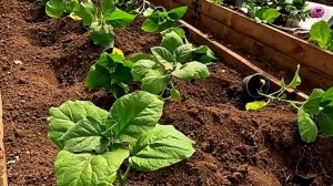 При такой Посадке БАКЛАЖАН Вы уже в июне будете с Урожаем!!