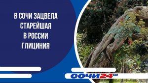 В Сочи зацвела старейшая в России глициния