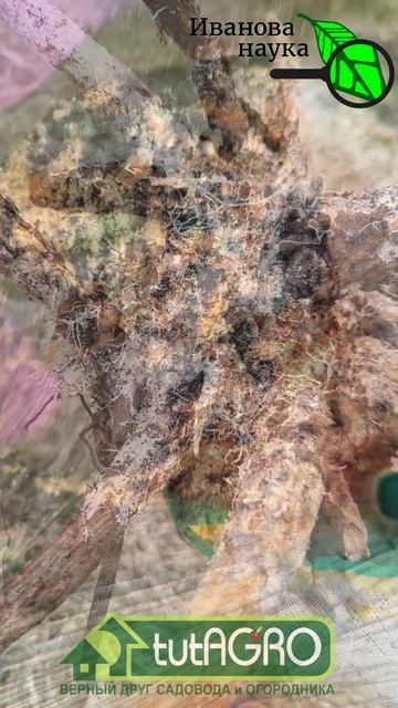 🛠Не корчуйте пень: сделайте из него элитное удобрение.🌱 Золото под ногами: превращаем пень в гумус