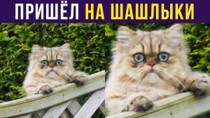 Кот пришёл на запах шашлыка) Приколы с котами