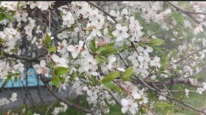07.05.2026. По дороге домой....🌿🌿🌿