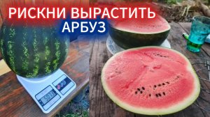 Рискни вырастить арбуз в Средней полосе  - выбор самых ранних семян