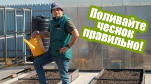Главные правила полива чеснока