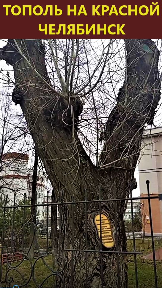Тополь на ул. Красной, Челябинск