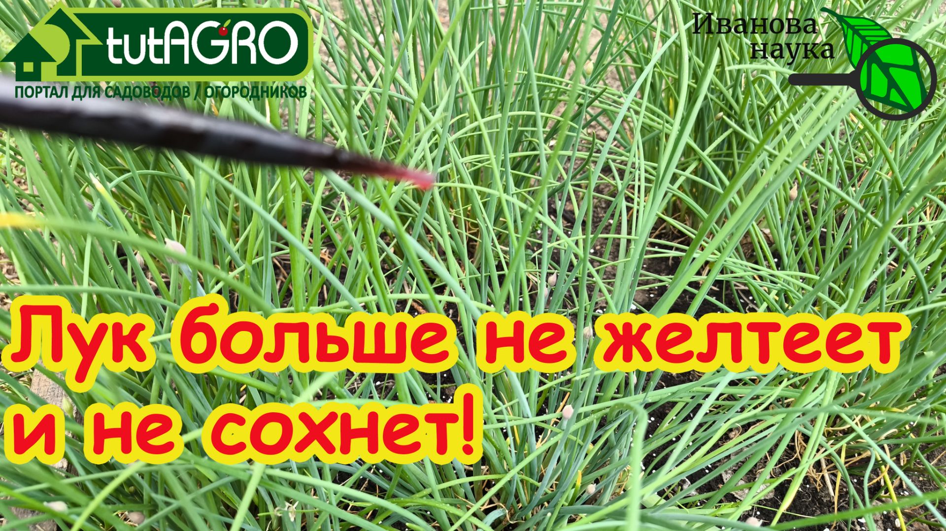 Всего ПАРА КАПЕЛЬ и ни стрелок, ни желтых перьев, ни мухи! В чем замочить лук для урожая.