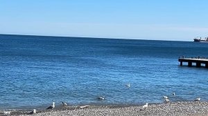 Ялта. Роза Бэнкса. Глициния. Пес Мухтар. Море. Ялтинские зонтики. 27.04.2026. Крым. Crimea. Yalta.